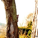 Ein Eichhörnchen im Örtchen Rammelburg
